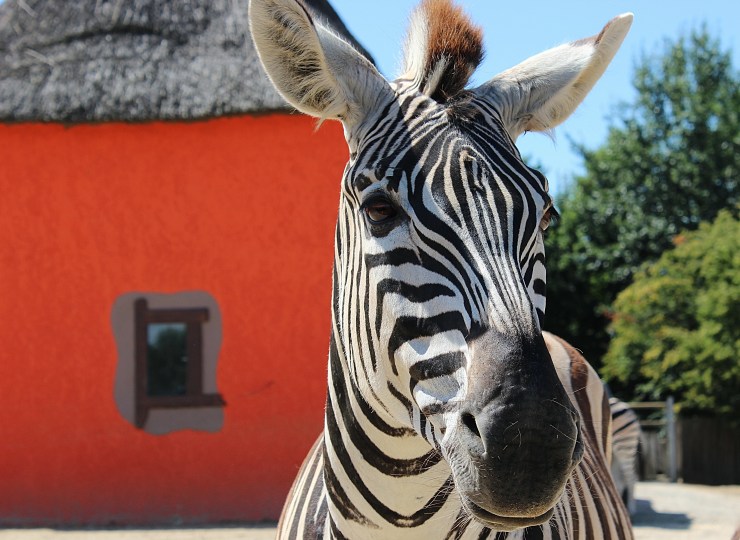 Orange is the new black